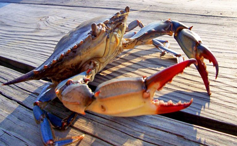 Crab on dock